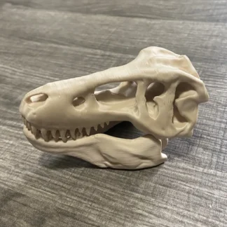 T-Rex Skull, Tyrannosaurus Bones - for Desk, Bedroom, or Office Decor